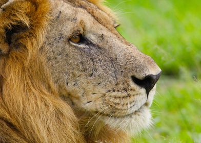 A Lion Portrait - The King