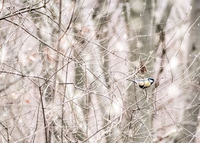 Tomtit In Winter