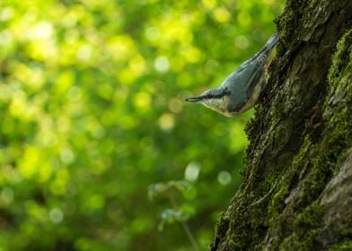  Nuthatch