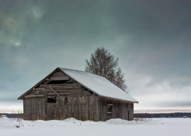 Barn And Birch