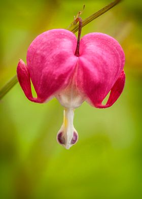 Single Bleeding Heart