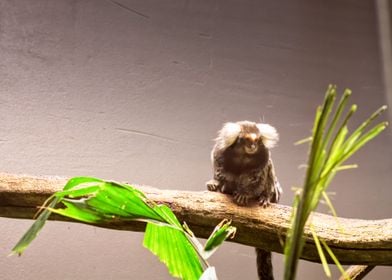 Marmoset On A Branch