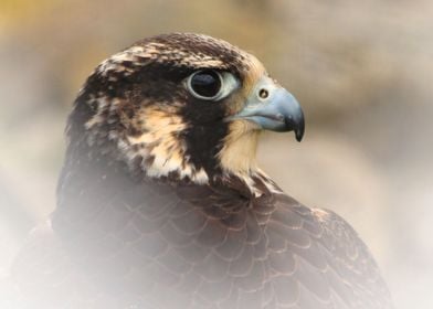 Vignetted Peregrine Falcon