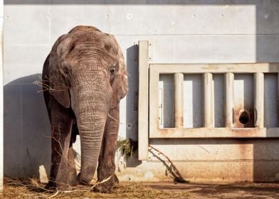 Elephant Having Lunch