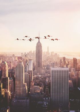 Flamingos In New York