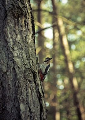 Woodpecker