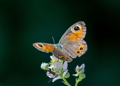 Butterfly feeding