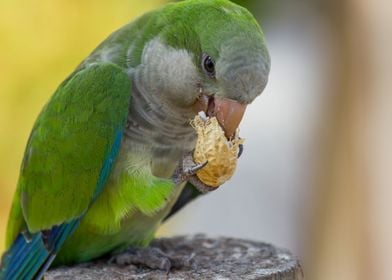 Fuerteventura Parkeet