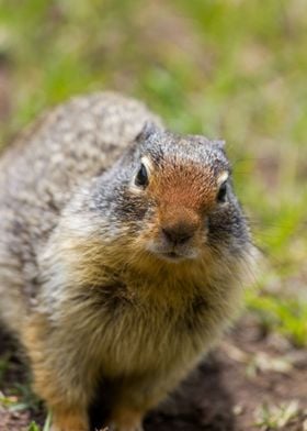 Columbian Ground Squirrel