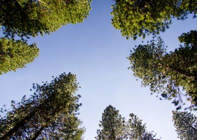 Treetops in Yosemite NP