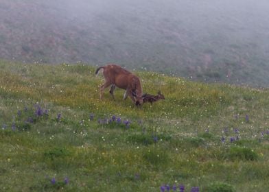 Deer with cub