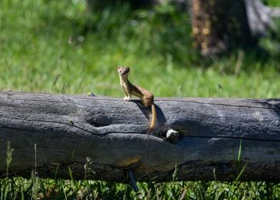 Marten in Yellowstone