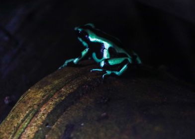 Dart Frog 