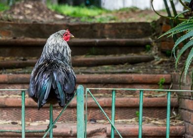 Relaxing Chicken