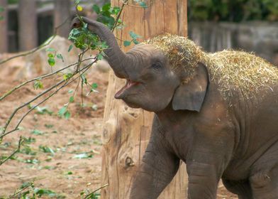 Baby Elephant 