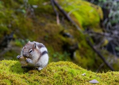 Eating Chipmunk