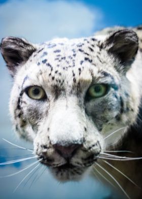 Snow Leopard