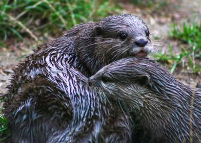 A pair of otters