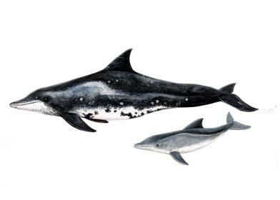 Rough-toothed dolphins