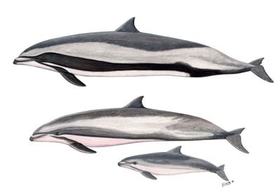 Fraser´s dolphins 