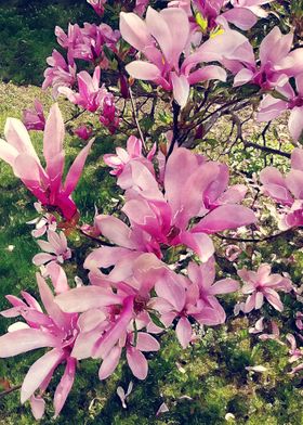 watercolour magnolia