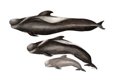 Short-finned pilot whales