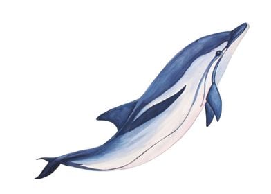 Striped dolphin 