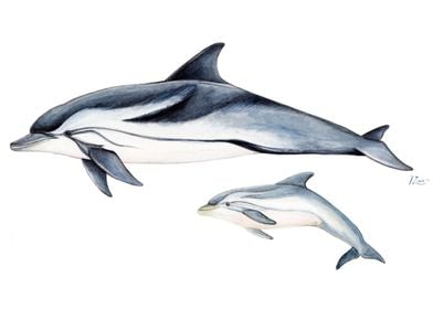 Striped dolphins