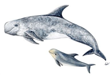 Risso´s dolphins