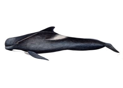 Long-finned pilot whale