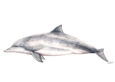 Tucuxi river dolphin