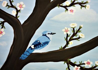 Blue Jay in Almond Tree