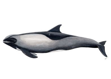 Melon-headed whale