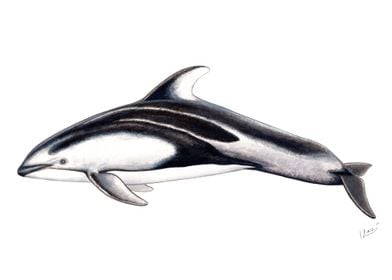 Pacific whitesided dolphin