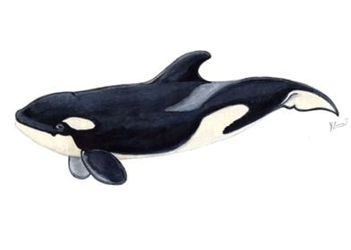 Baby orca killer whale