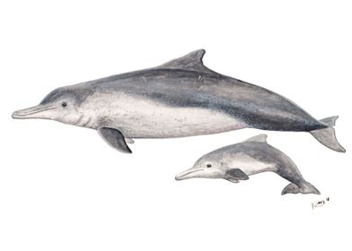 Australian Sousa dolphin