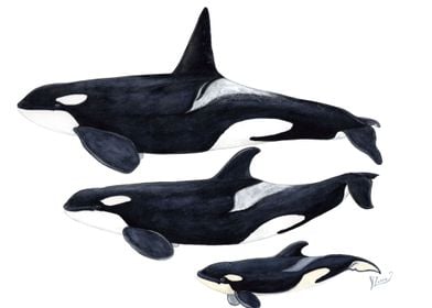 Killer whales orcas