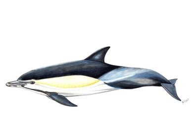 Common dolphin