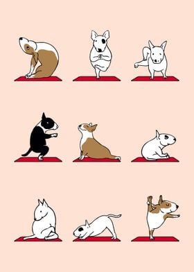  Bull Terrier Yoga