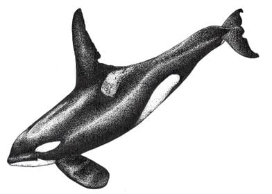 Orca killer whale ink