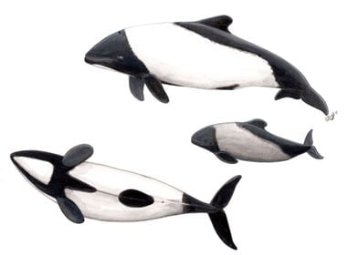 Commerson´s dolphins