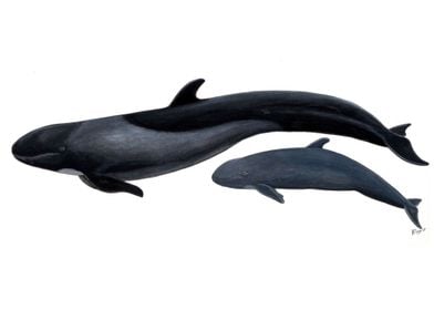 False killer whale