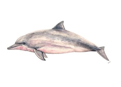 Tucuxi pink dolphin