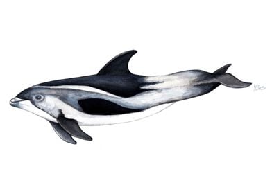 White-beaked dolphin