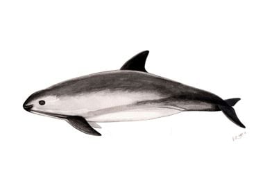 Vaquita