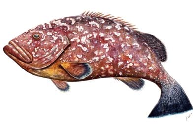 Dusky grouper