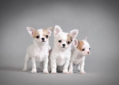 Three Chihuahua puppies