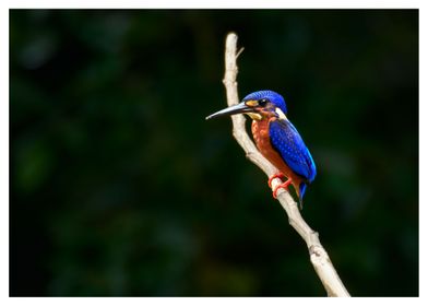 Mr. Blue-eared Kingfisher