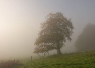 lonely in mist