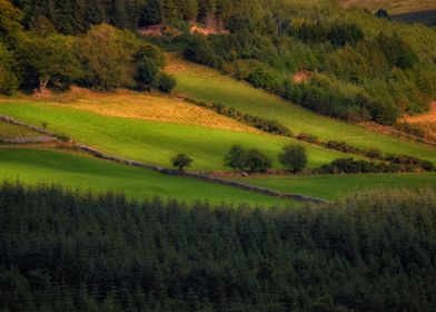 tones of green